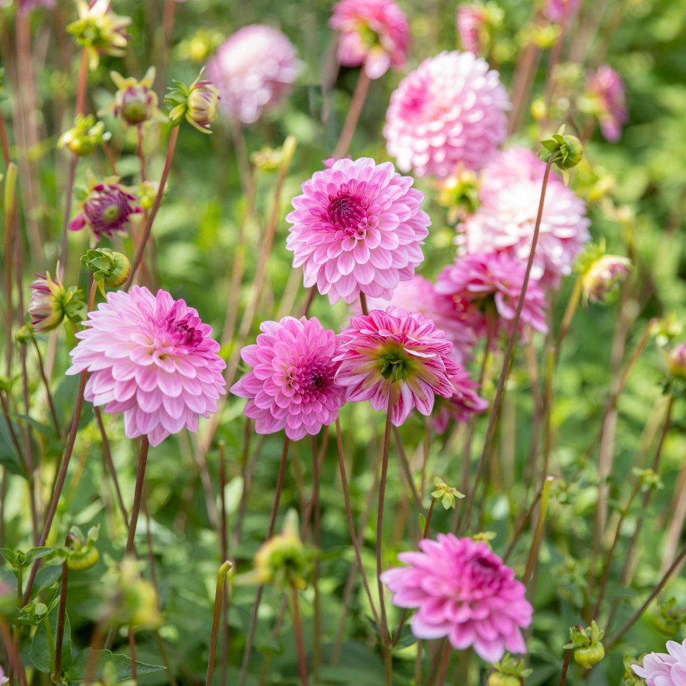 Dahlia 'Lenny's Dream'