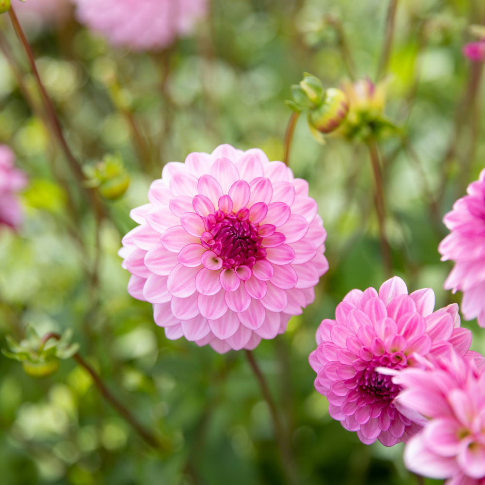 Dahlia 'Lenny's Dream'
