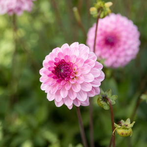 Dahlia 'Lenny's Dream'