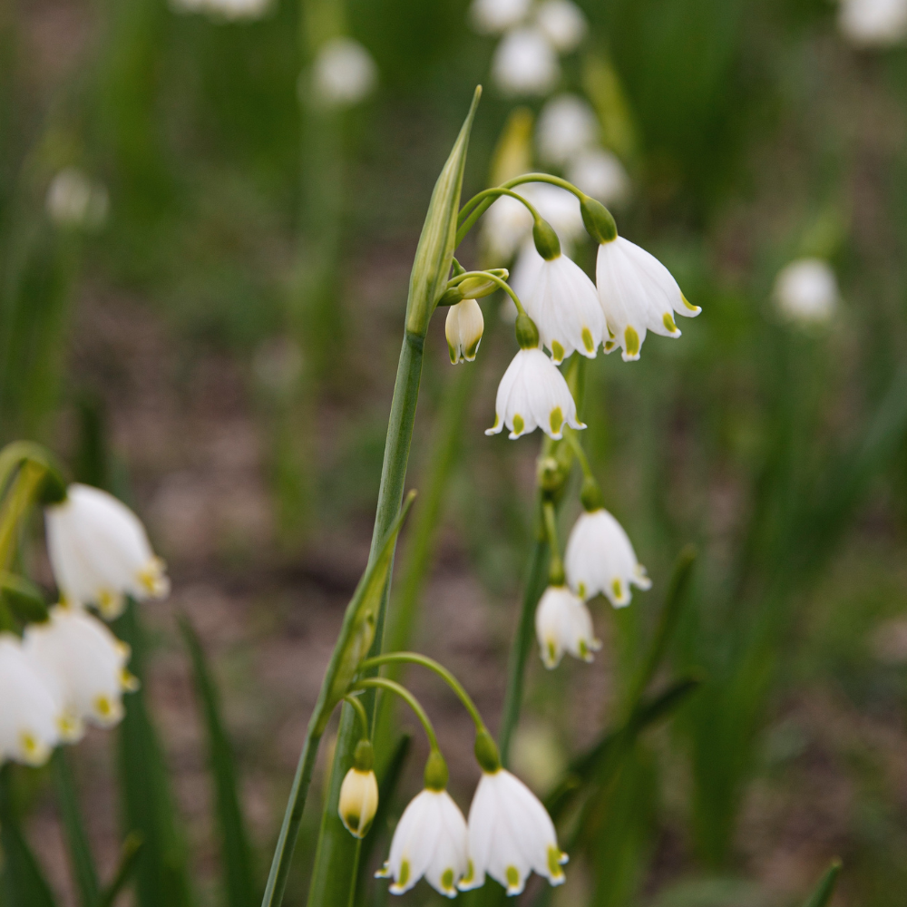 Leucojum aestivum (summer snowflake) 'Gravetye Giant' BIO