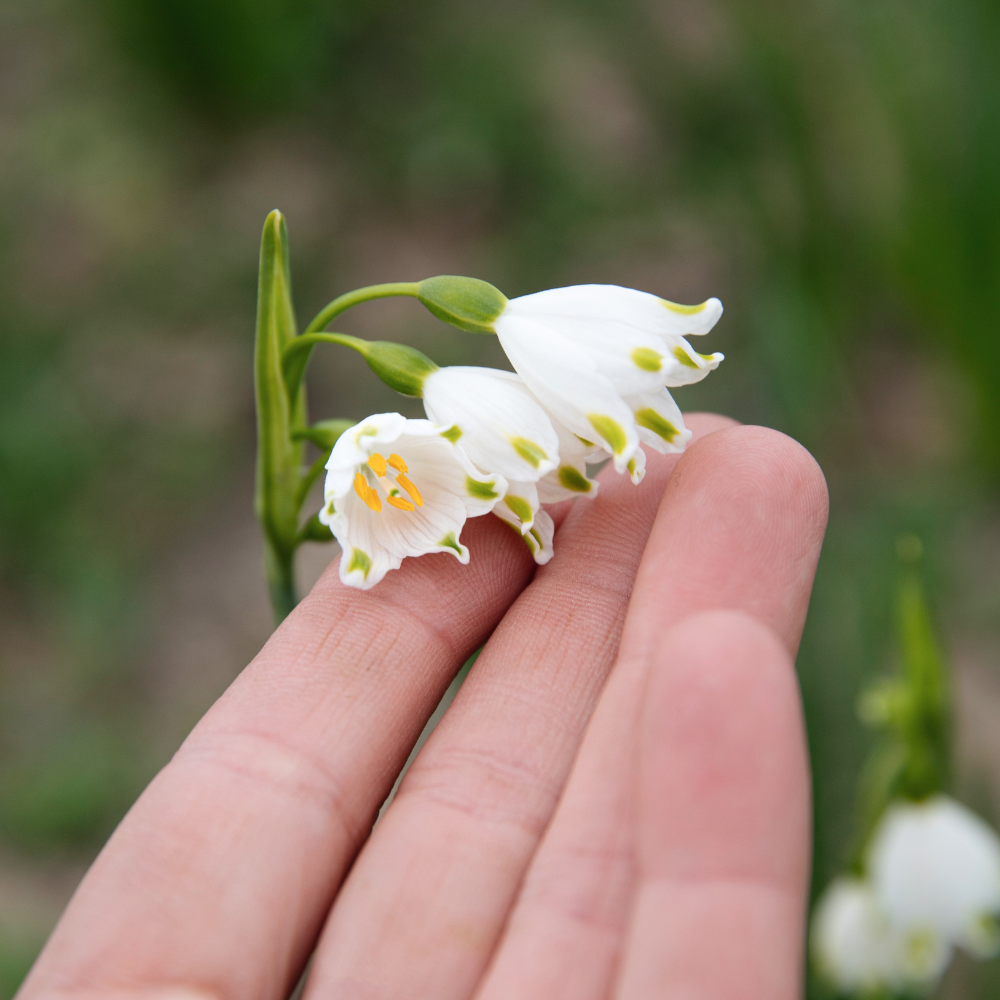 Leucojum aestivum (summer snowflake) 'Gravetye Giant' BIO