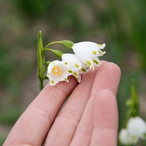 Leucojum aestivum (summer snowflake) 'Gravetye Giant' BIO