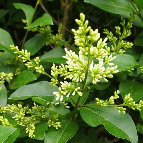 Liguster (Ligustrum ovalifolium) – wurzelnackt – 40/60 cm