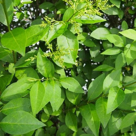 Liguster (Ligustrum ovalifolium) – wurzelnackt – 100/125 cm