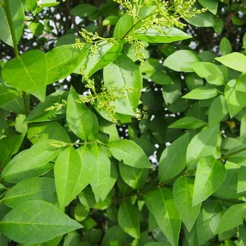 Troène (Ligustrum ovalifolium) - racine nue - 80/100 cm