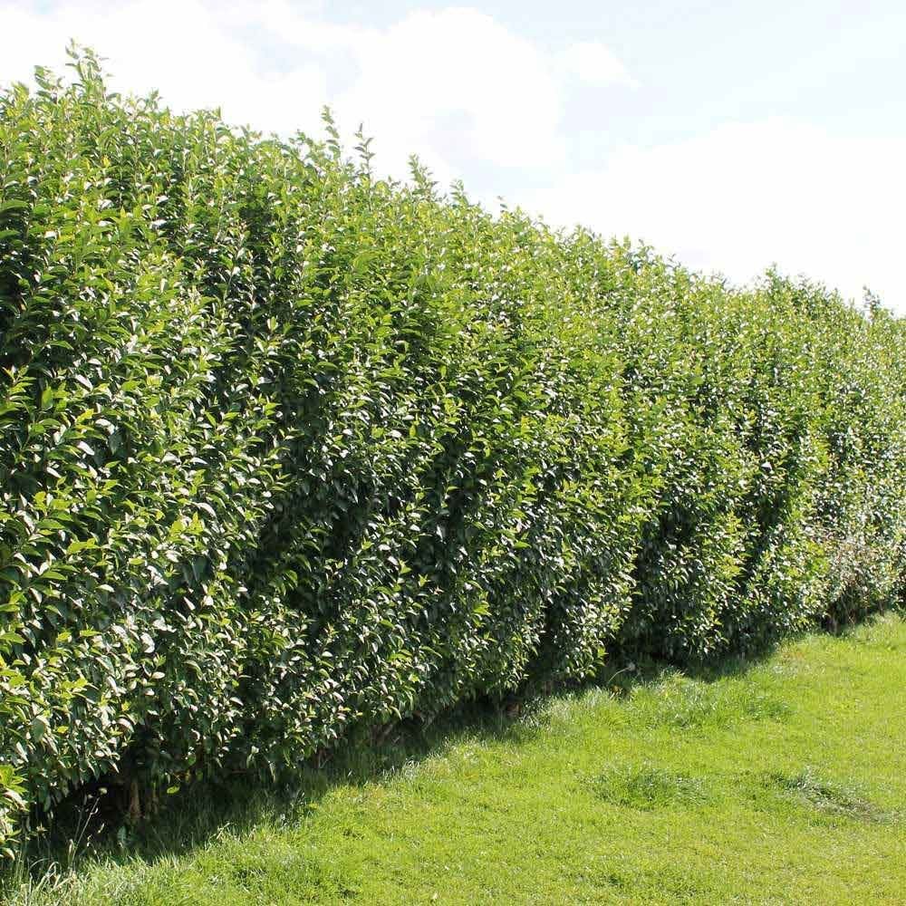 Liguster (Ligustrum ovalifolium) - blote wortel - 40/60 cm