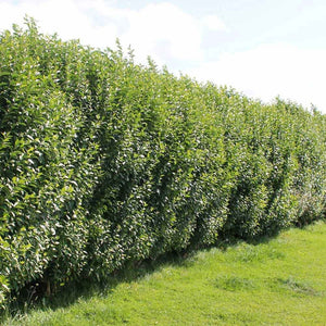 Liguster (Ligustrum ovalifolium) - blote wortel - 40/60 cm