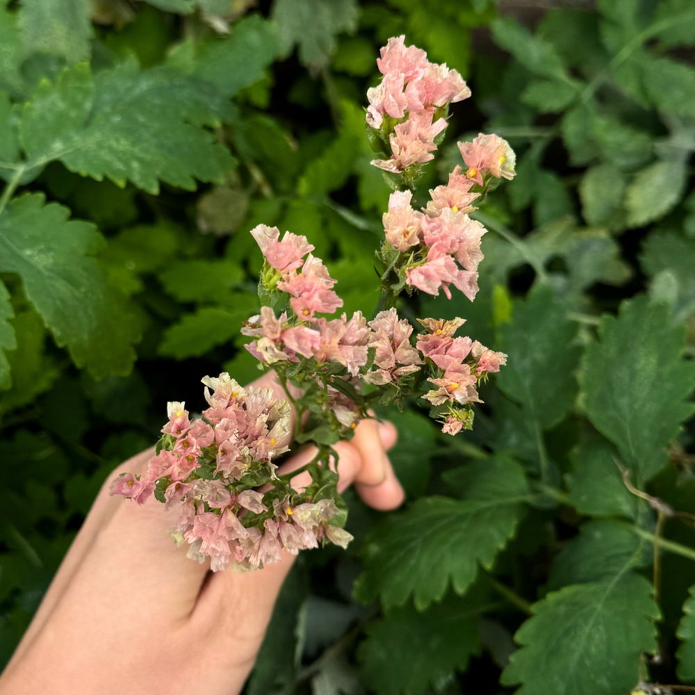 Limonium sinuatum (Lavendelohr) – QIS Aprikose