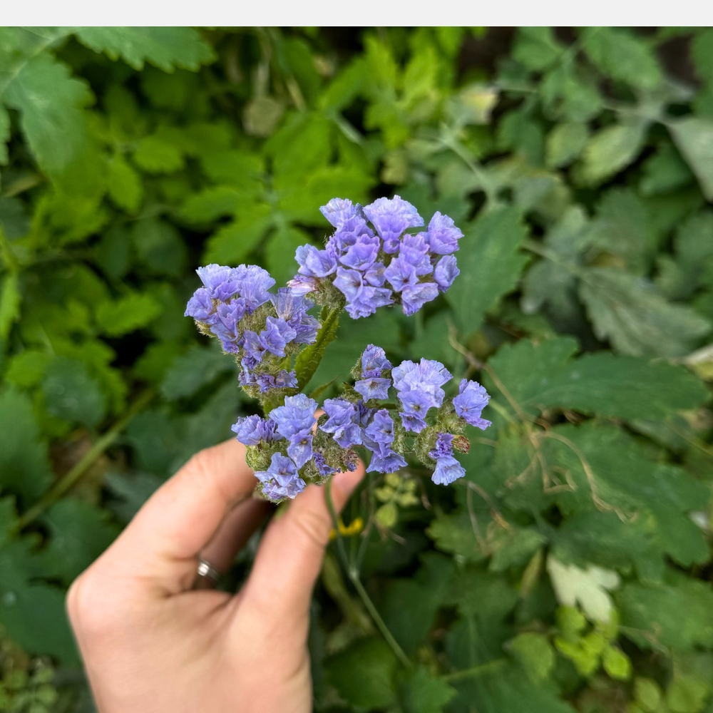 Limonium sinuatum (lamsoor) - QIS Pale Blue