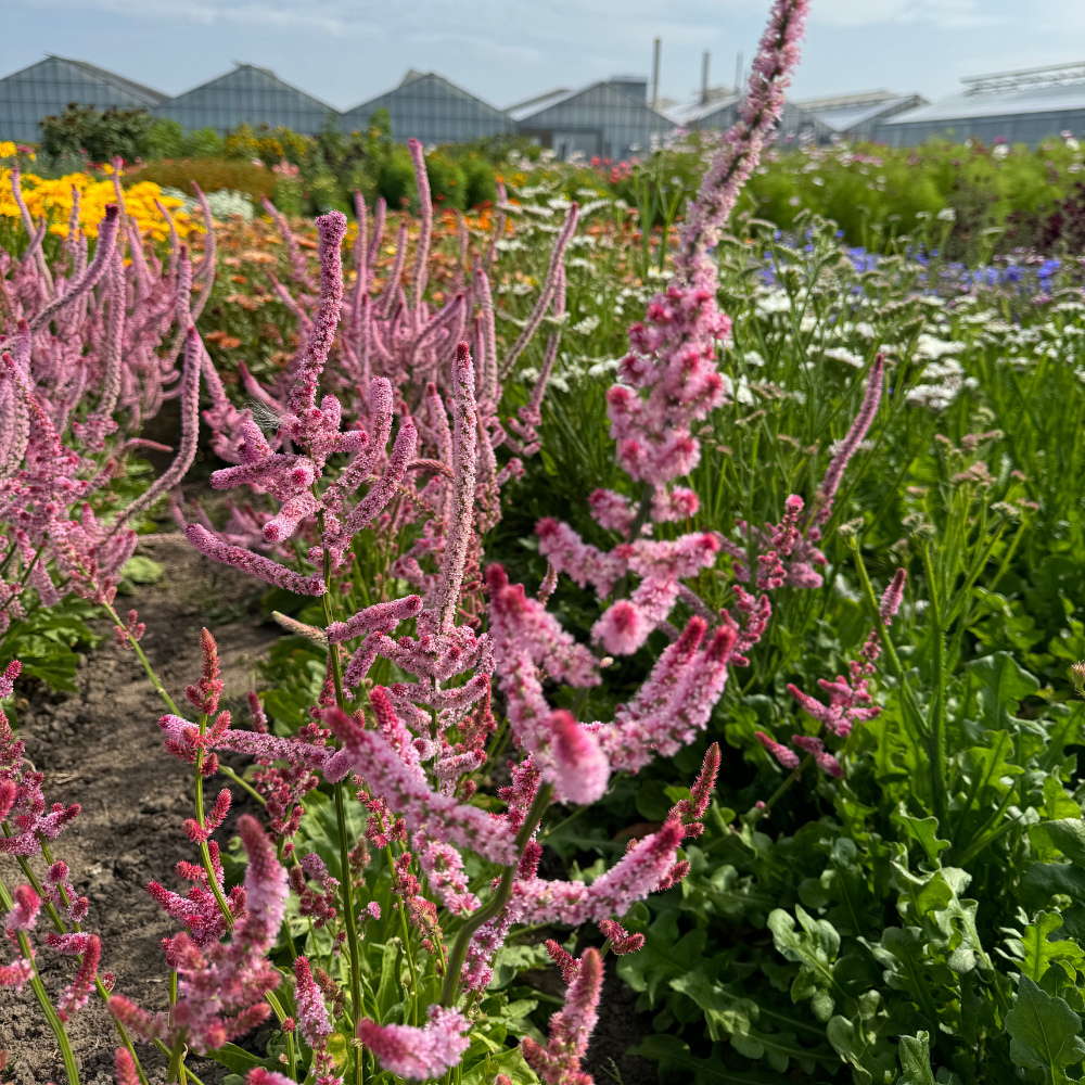 Limonium suworowii (zeelavendel) - 'Pink Pokers'