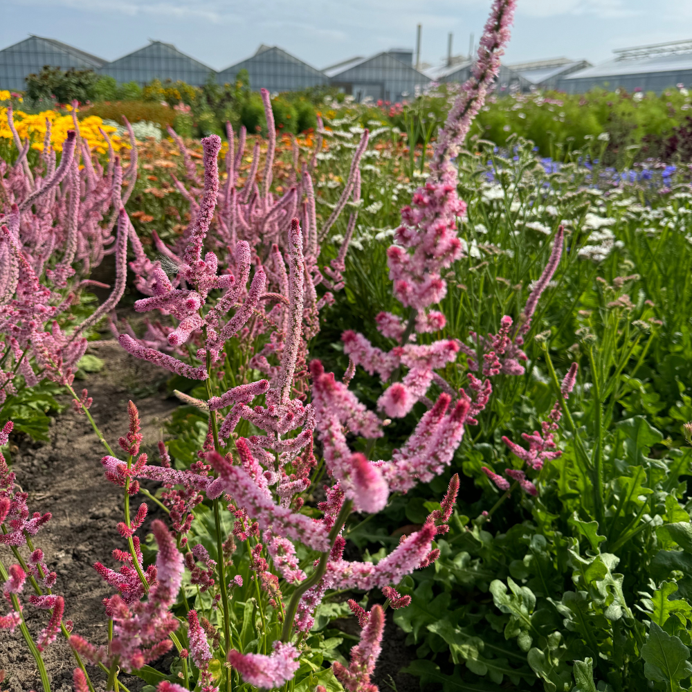 Limonium suworowii (Meerflieder) – Pink Pokers