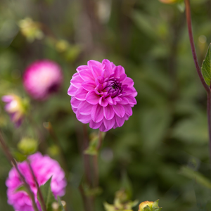Dahlia 'Little Robert'