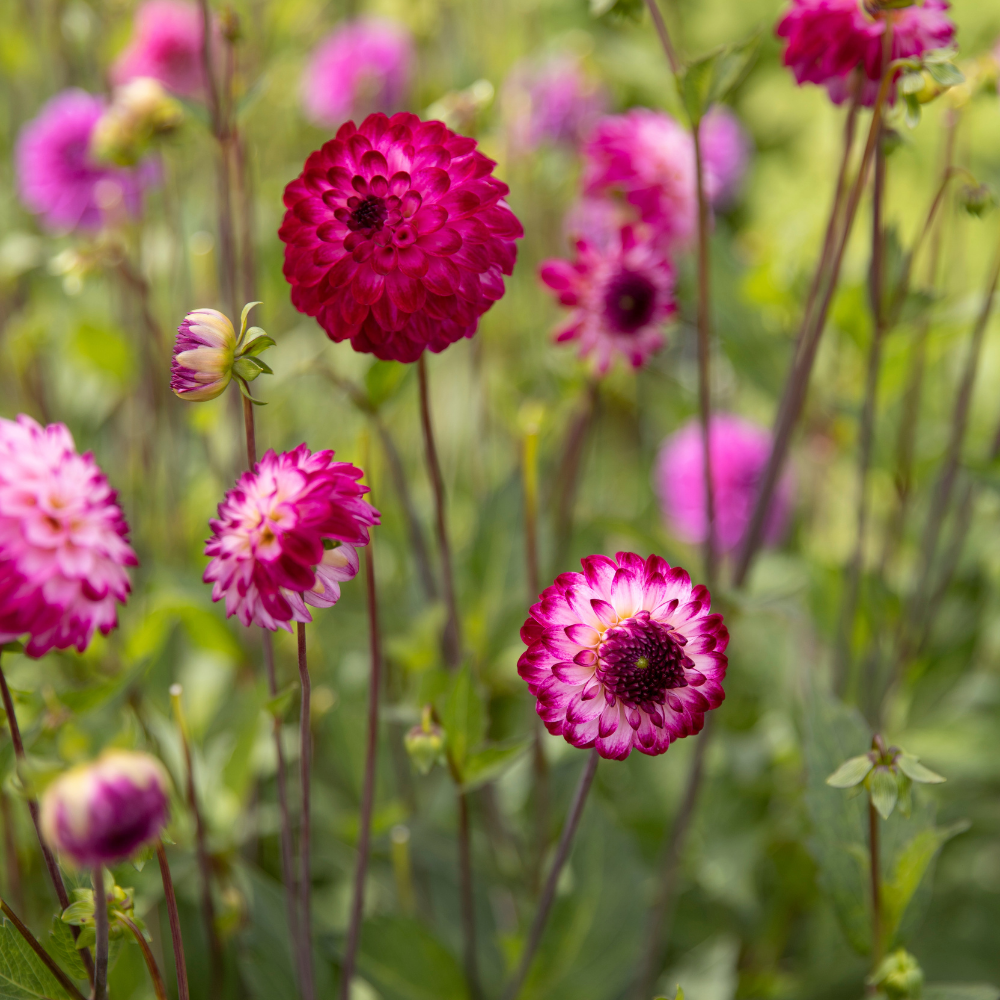 Dahlia 'Little Robert'