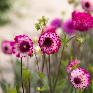 Dahlia 'Little Robert'