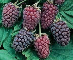 Loganberry  (kruising framboos/braambes) - Plukkers.com