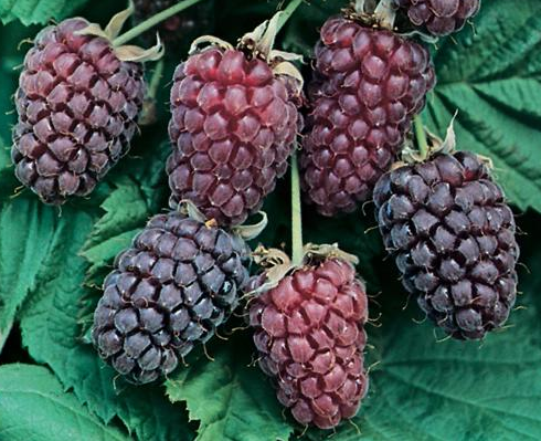 Loganberry  (kruising framboos/braambes)