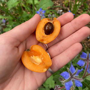 Loquat - Japanse wolmispel