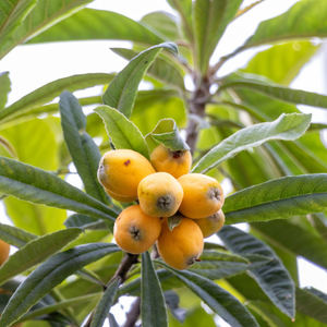 Loquat of Japanse wolmispel