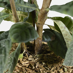 Loquat - Japanse wolmispel