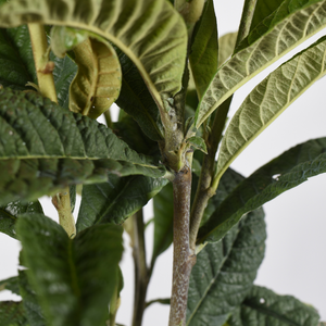 Loquat - Japanse wolmispel