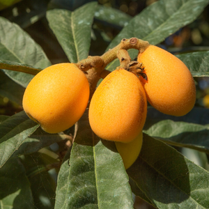 Loquat of Japanse wolmispel