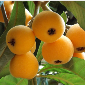 Loquat of Japanse wolmispel