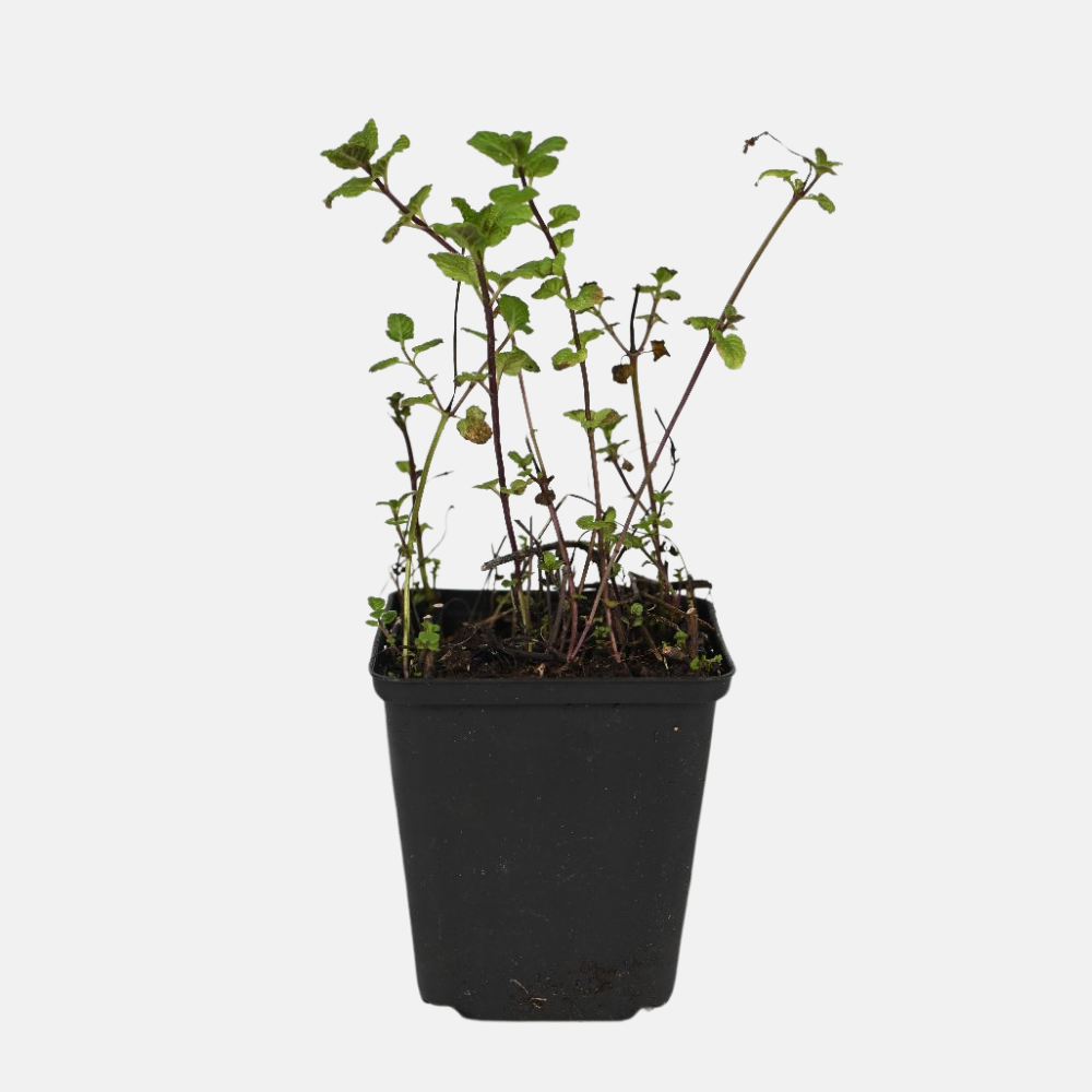 Kruidenpakket - onze 10 favorieten