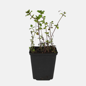 Kruidenpakket - onze 10 favorieten