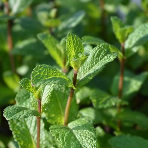 Moroccan coin - P9 pot