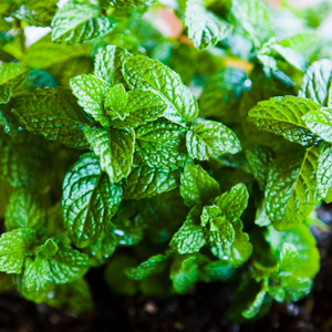 Moroccan coin - P9 pot