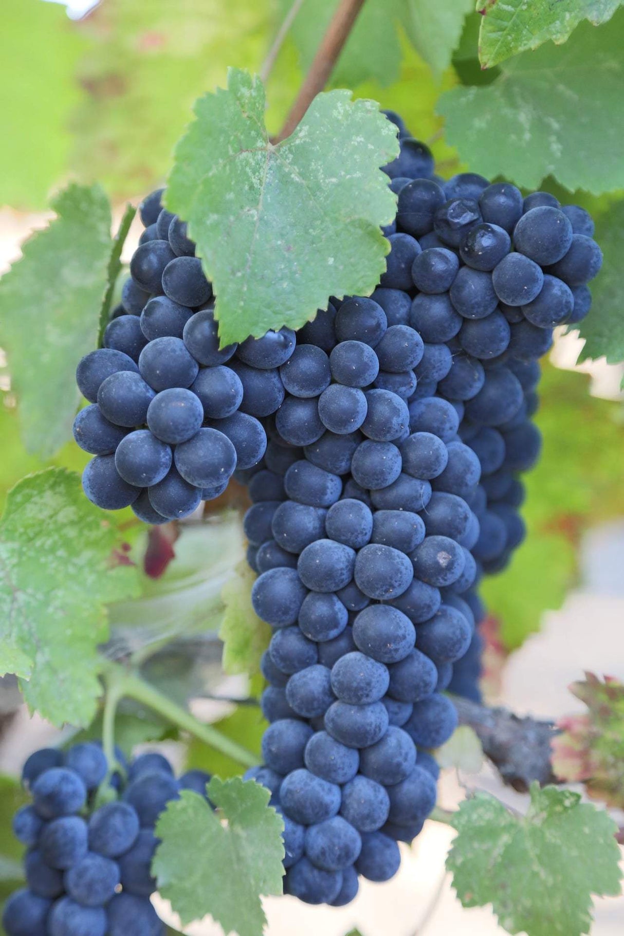 Vigne Malbec sur porte-greffe SO4