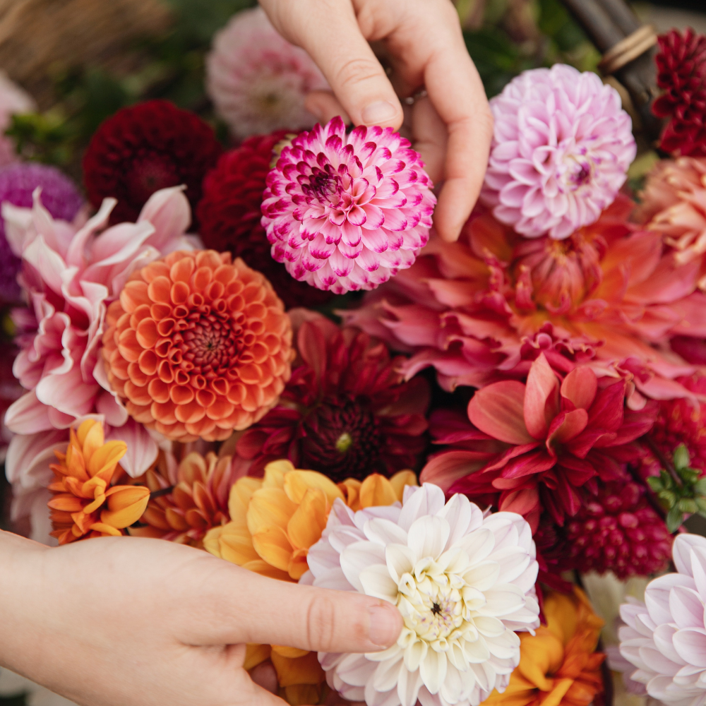 Dahlia package XXXXL package (with all our 56 varieties)