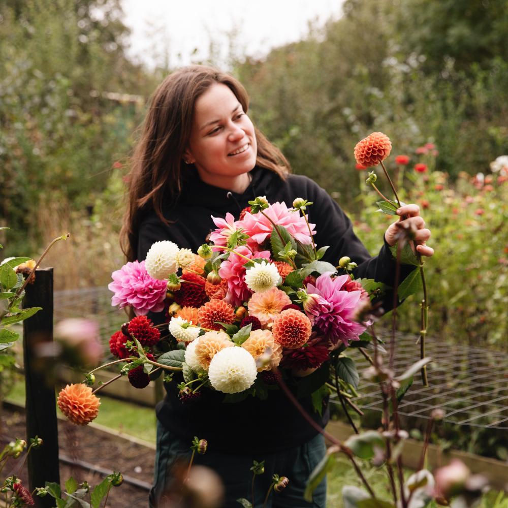 Dahlia package XXXXL package (with all our 56 varieties)