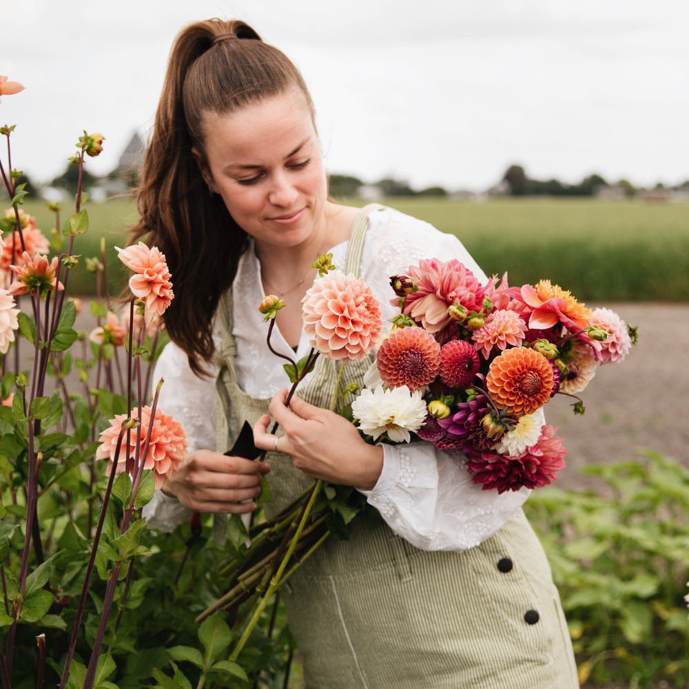 Dahlia pakket 'Merel's 13 favorieten'
