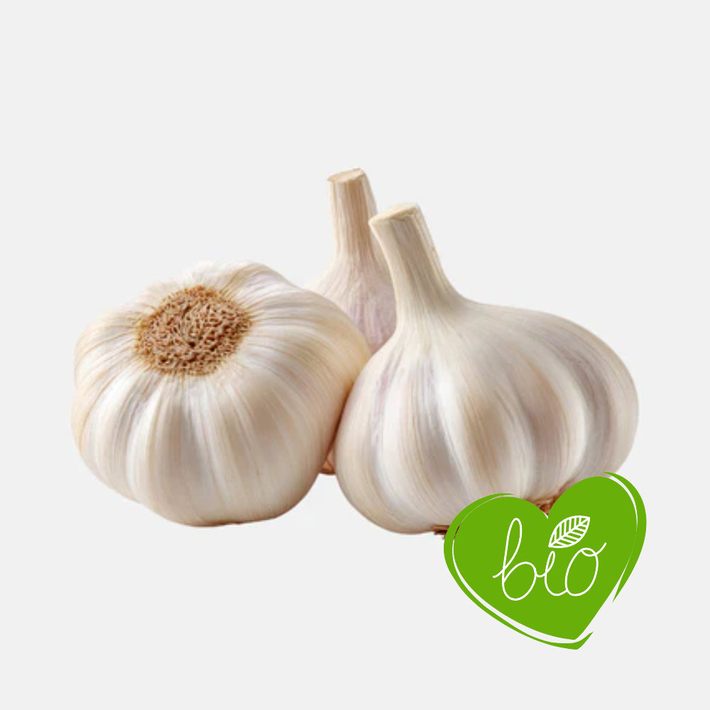 Plantknoflook wit 'Messidor' (softneck) BIO - 3 bollen