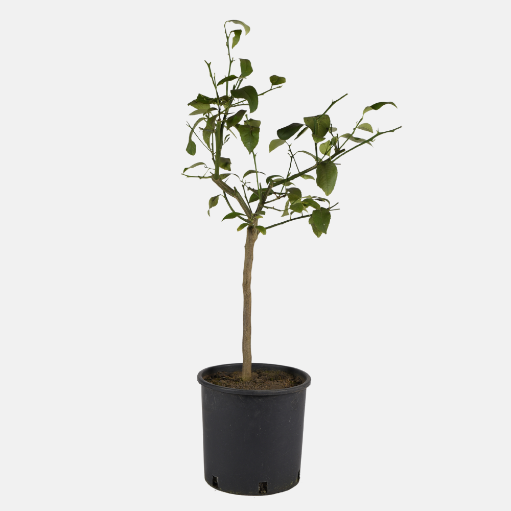 Meyer lemon - Citrus x Meyeri