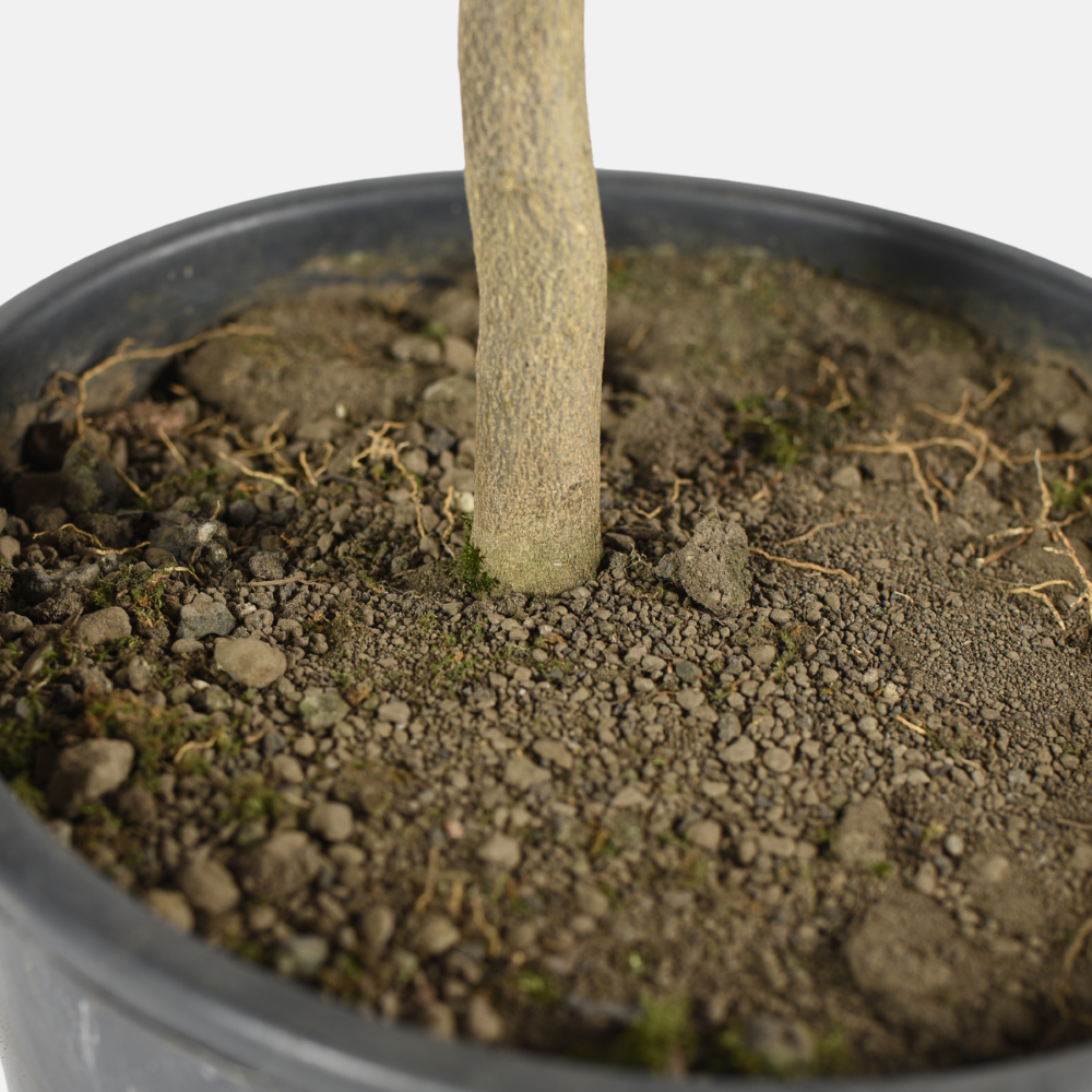 Meyer lemon - Citrus x Meyeri