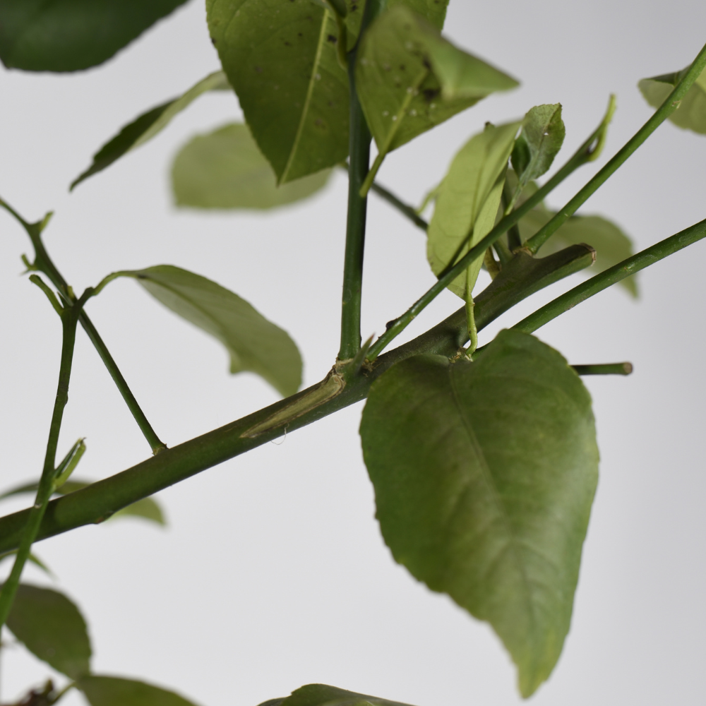 Meyer lemon - Citrus x Meyeri