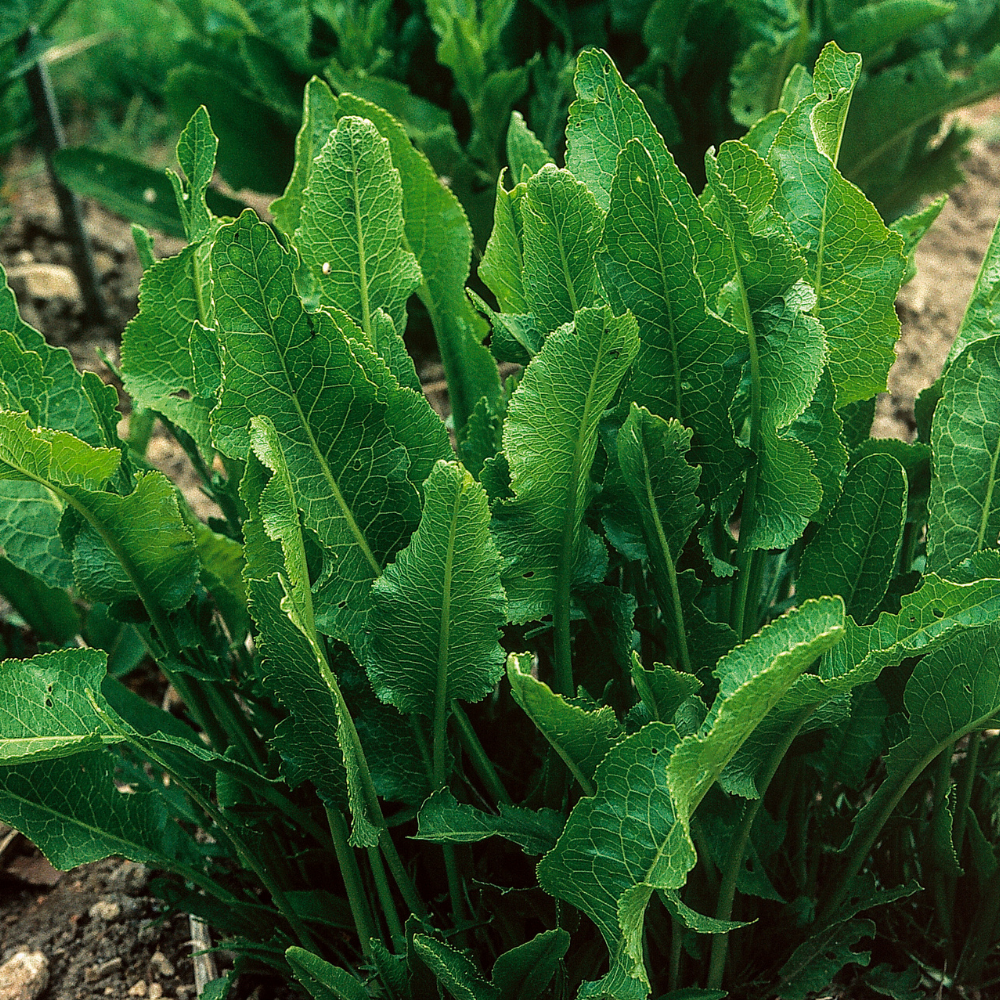 Raifort Raifort en pot 9 cm Armoracia rusticana