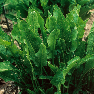 Raifort Raifort en pot 9 cm Armoracia rusticana