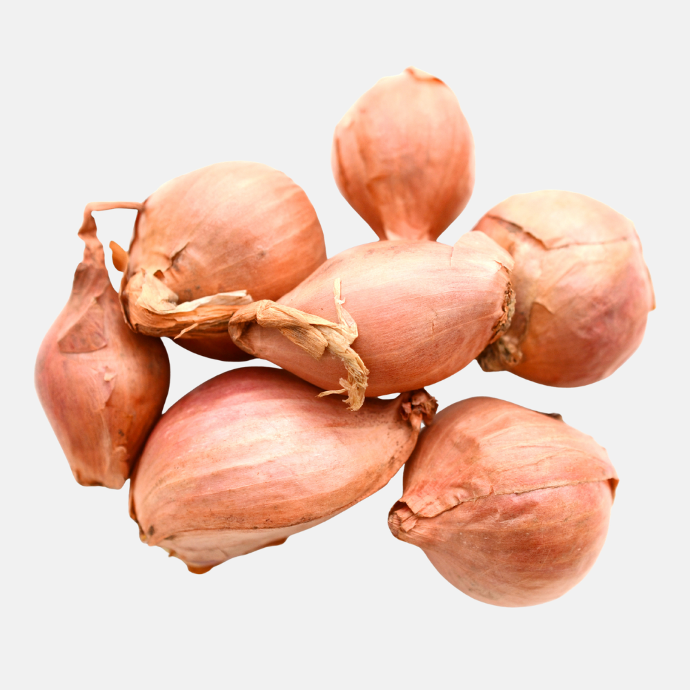 Plant Shallot Mikor French 20/35 (choose weight)