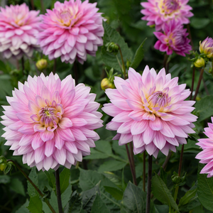 Dahlia 'Miss Delilah'