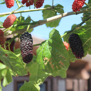 Mulberry 'Mojo Berry'