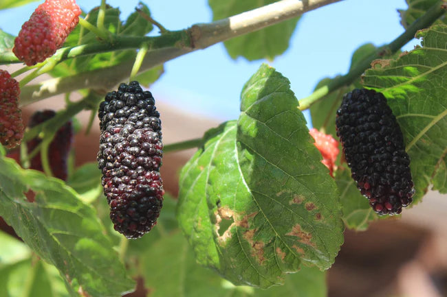 Maulbeere Morus rubra 'Illinois Everbearing'