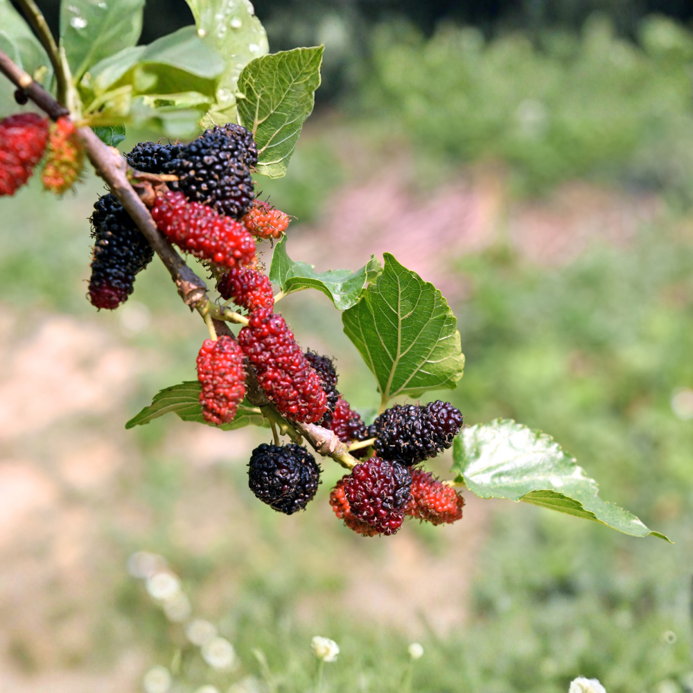 Moerbei 'Mojo Berry'