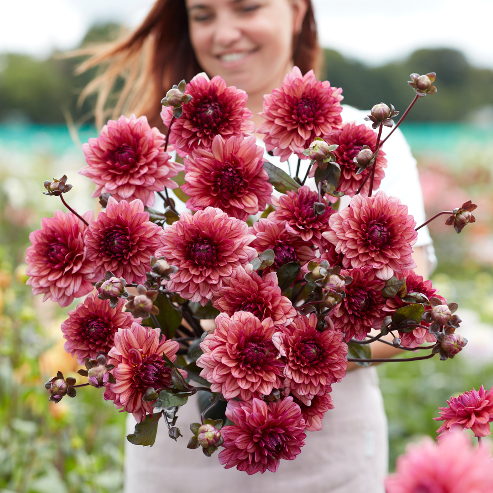 Dahlia 'Molly Raven'