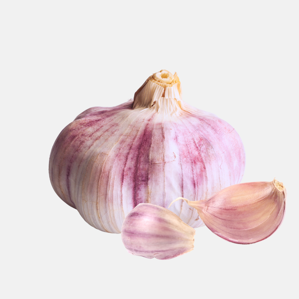 Plantknoflook paars 'Morado' (hardneck) BIO - 3 bollen