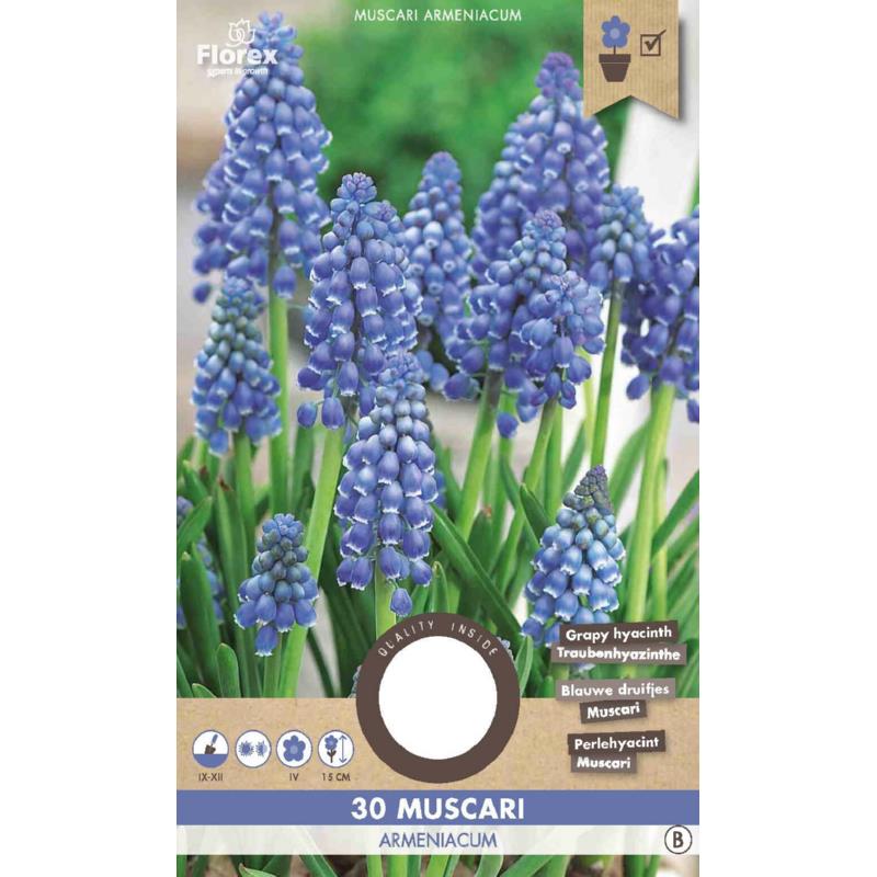 Muscari (raisins bleus)Armeniacum 8/9 30 pièces