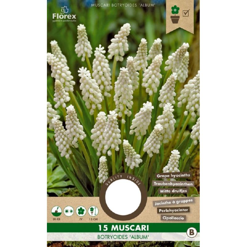 Muscari (Blaue Trauben) Botryoides Album – 15 Stück