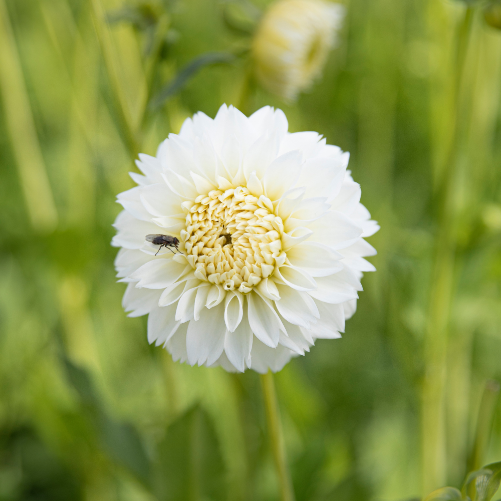 Dahlia 'Myama Fubuki'